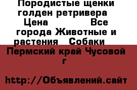 Породистые щенки голден ретривера › Цена ­ 25 000 - Все города Животные и растения » Собаки   . Пермский край,Чусовой г.